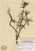 藏品(金石榴)的圖片